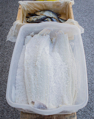 Sardo -169.jpg