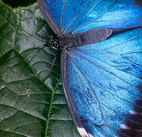 NHM Butterflies-105.jpg