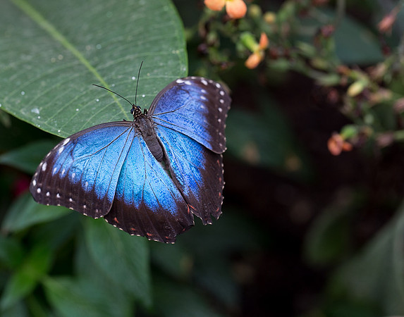 NHM Butterflies-119.jpg