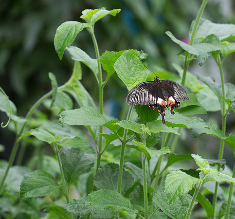 NHM Butterflies-120.jpg