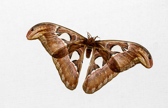 NHM Butterflies-122.jpg