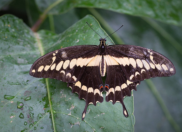 NHM Butterflies-123.jpg