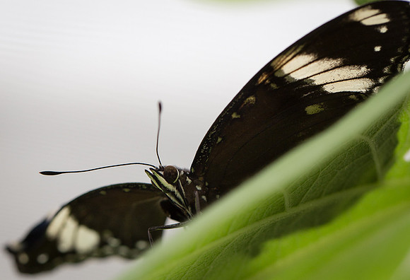 NHM Butterflies-124.jpg