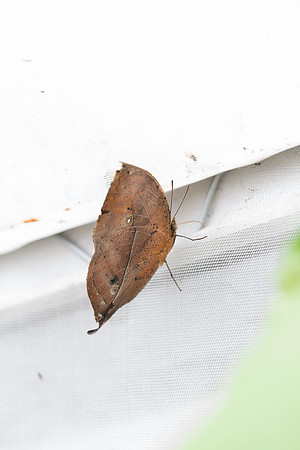 NHM Butterflies-125.jpg