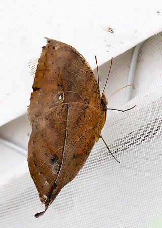 NHM Butterflies-126.jpg