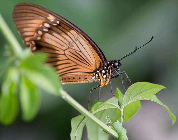 NHM Butterflies-127.jpg