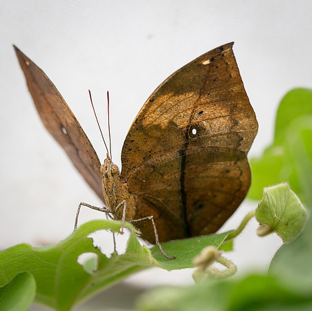 NHM Butterflies-128.jpg