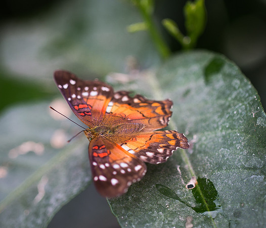 NHM Butterflies-130.jpg
