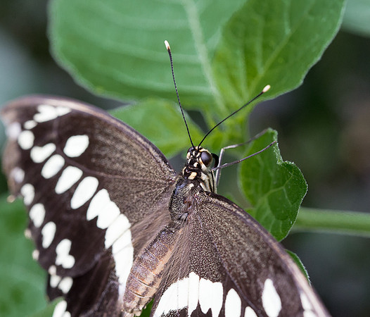 NHM Butterflies-131.jpg