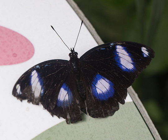 NHM Butterflies-134.jpg