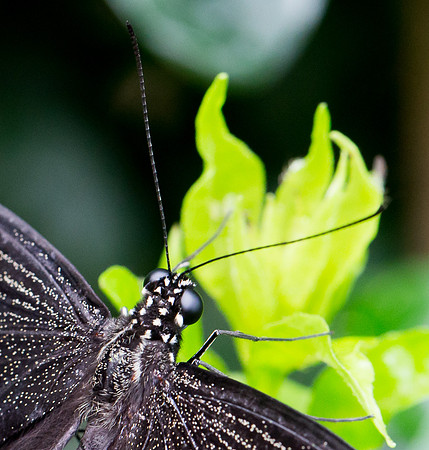 NHM Butterflies-135.jpg