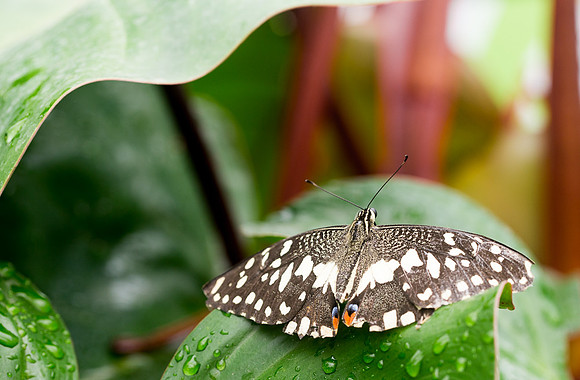 NHM Butterflies-137.jpg