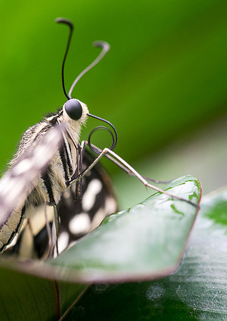 NHM Butterflies-138.jpg