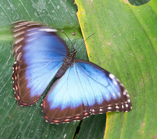 NHM Butterflies-142.jpg