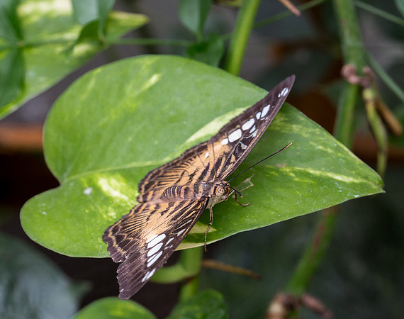 NHM Butterflies-144.jpg