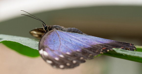 NHM Butterflies-145.jpg