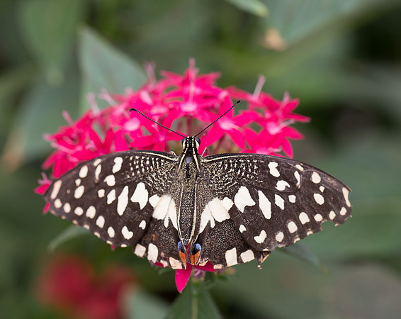 NHM Butterflies-146.jpg