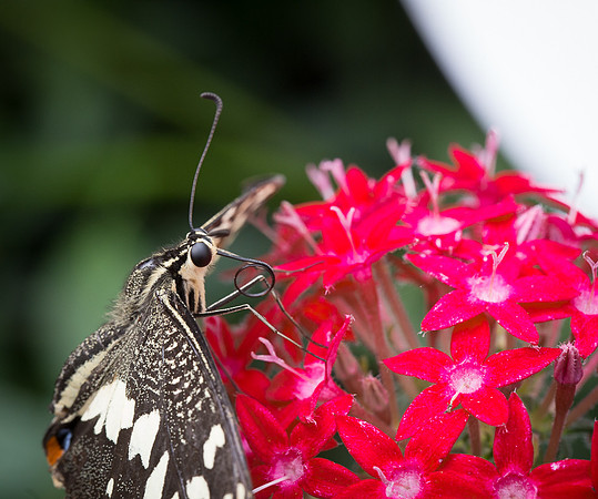 NHM Butterflies-147.jpg