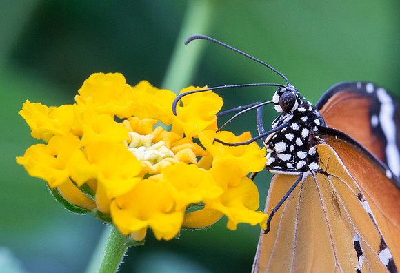 NHM Butterflies-148.jpg