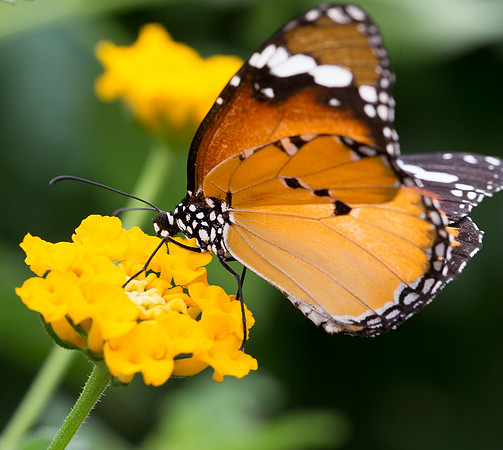 NHM Butterflies-200.jpg