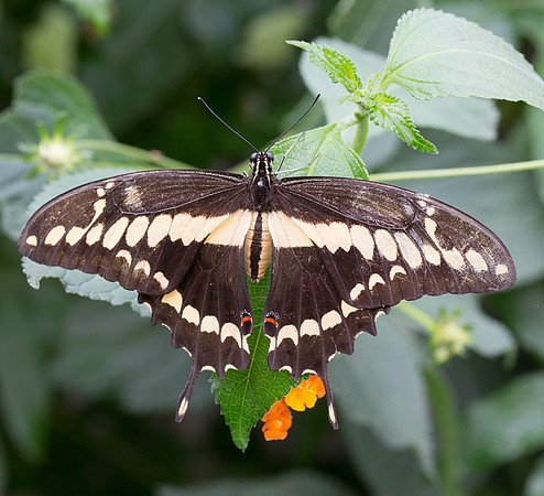 NHM Butterflies-201.jpg