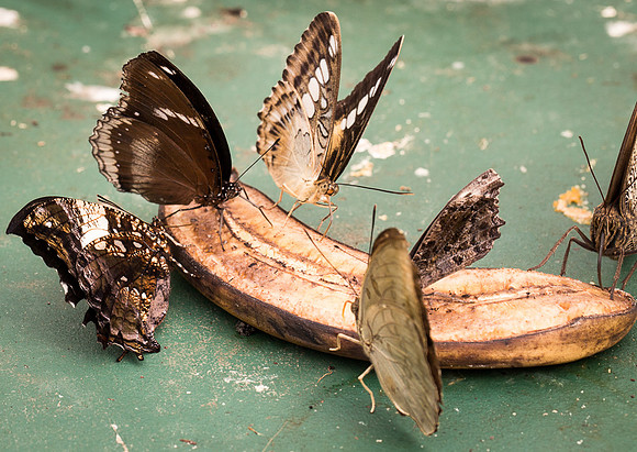 NHM Butterflies-202.jpg