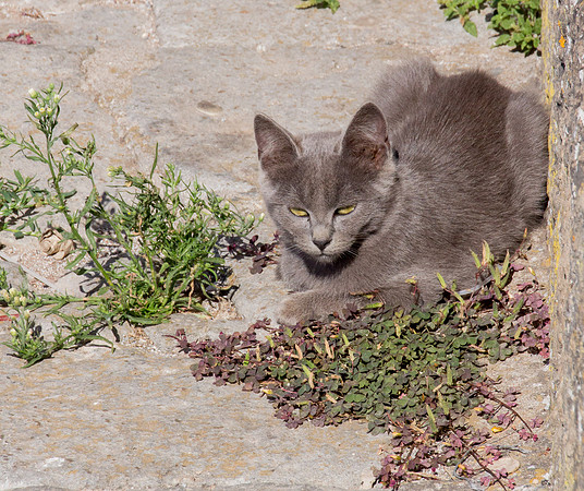 Sardo 0915-204.jpg