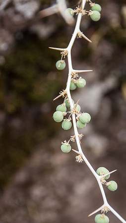 Sardo 0915-237.jpg