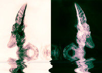 Dai Llema's Welsh Horns